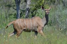 Hluhluwe Imfolozi Game Reserve 2 Day Safari from Durban