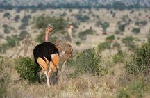 Day Trip - Tsavo East National Park ( Man Eater Lions of Tsavo & Other Big Five)