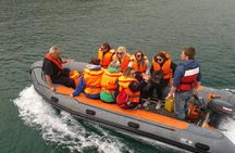 Dingle to Blasket Island Ferry