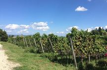 Wine Tasting and Winery tour 