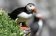 Dingle Boat Tours Wildlife RIB Adventure