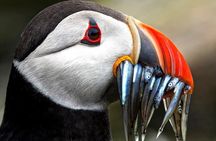 Dingle Boat Tours Wildlife RIB Adventure