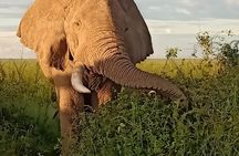 Vegans special safari