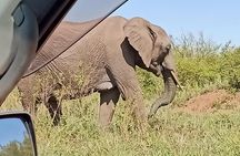 Vegans special safari