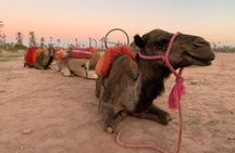  Marrakech Sunset Camel Ride in the Palm Grove 
