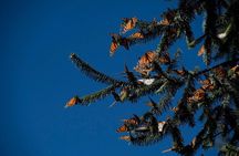 Monarch Butterfly Tour (Departing from Morelia)
