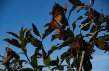 Monarch Butterfly Tour (Departing from Morelia)