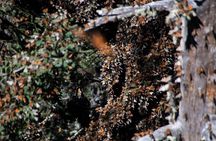 Monarch Butterfly Tour (Departing from Morelia)