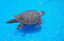 Ivan Bahia, private beach-tour, swim with turtles, visit Imbassai & Praia Forte