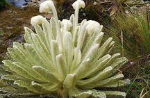 Private Tour - Páramo de Santurban (Nature)