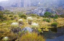 Private Tour - Páramo de Santurban (Nature)