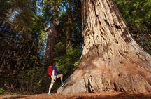 Yosemite National Park and Giant Sequoias Tour from San Jose