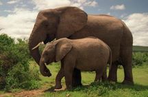 Amboseli National Park: Full Day Tour From Nairobi