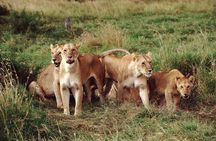 Amboseli National Park: Full Day Tour From Nairobi