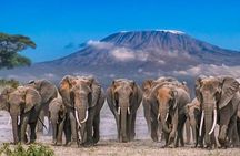 Amboseli National Park: Full Day Tour From Nairobi