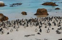 Cape Of Good Hope and Penguins Full Day Small Group Tour from Cape Town