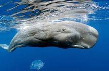 Private Waitukubuli Dolphin & Whale Watching 