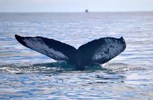 Private Waitukubuli Dolphin & Whale Watching 