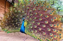 Private Aviary Tour with Lunch Included