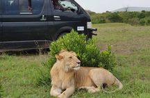 8 days kenya Tanzania combined holiday safari adventure