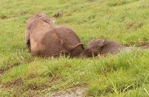 8 days kenya Tanzania combined holiday safari adventure