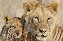 3-Day Masai Mara Private Luxury Safari
