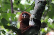  3 Days 2 Nights Tanjung Bulat Jungle Camp With Gomantong cave 