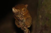  3 Days 2 Nights Tanjung Bulat Jungle Camp With Gomantong cave 