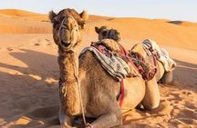 Desert Safari Private