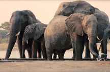 3 Days Tanzania Safari Tarangire, Manyara, & Ngorongoro Crater.