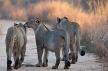 4-Day Safari: Lake Manyara, Serengeti & Ngorongoro