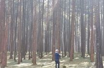 Round Trip to Menagesha Suba Forest Park