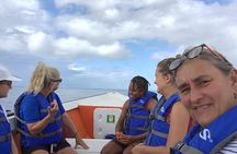 PH Whale Watch & Dolphin Cruise in Dominica 