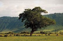 Ngorongoro Crater Day Trip