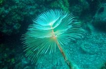 Diving day tour with 2 dives