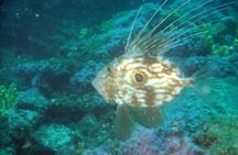 Diving day tour with 2 dives