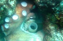 Diving day tour with 2 dives