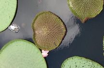 Amazon Jungle Experience with Overnight