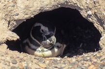Estancia San Lorenzo: Home of the Largest Penguin Colony