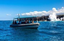 Premium Kona Coast Morning Snorkel