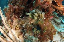 Guided Shore Dive for Certified Divers with Scubaçao (2 tank)