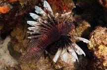 Guided Shore Dive for Certified Divers with Scubaçao (1 tank)