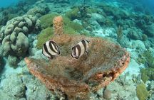 Guided Shore Dive for Certified Divers with Scubaçao (1 tank)