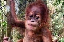 Full-Day Orangutans Adventure in Gunung Leuser