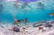 Bora Bora Eco Snorkel Cruise Including Snorkeling with Sharks and Stingrays