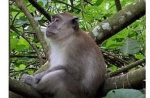 Full-Day Orangutans Adventure in Gunung Leuser