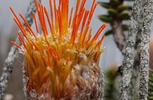Cajas National Park and Cuenca City private Tour
