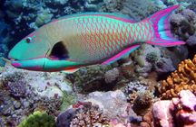 Snorkeling in Puerto Morelos