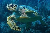 Snorkeling in Puerto Morelos
