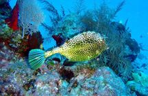 Snorkeling in Puerto Morelos